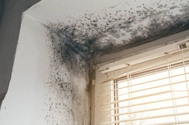 Trusted Attic Mold Removal service in Harrellsville, NC - Cheap Mold Removal