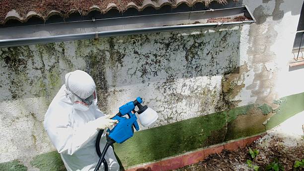 Trusted Basement Mold Remediation service in Harrellsville, NC - Cheap Mold Removal